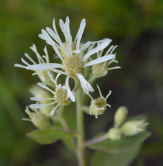 Doellingeria sericocarpoides