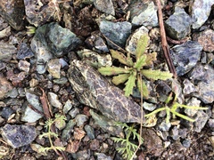 Streptanthus glandulosus pulchellus