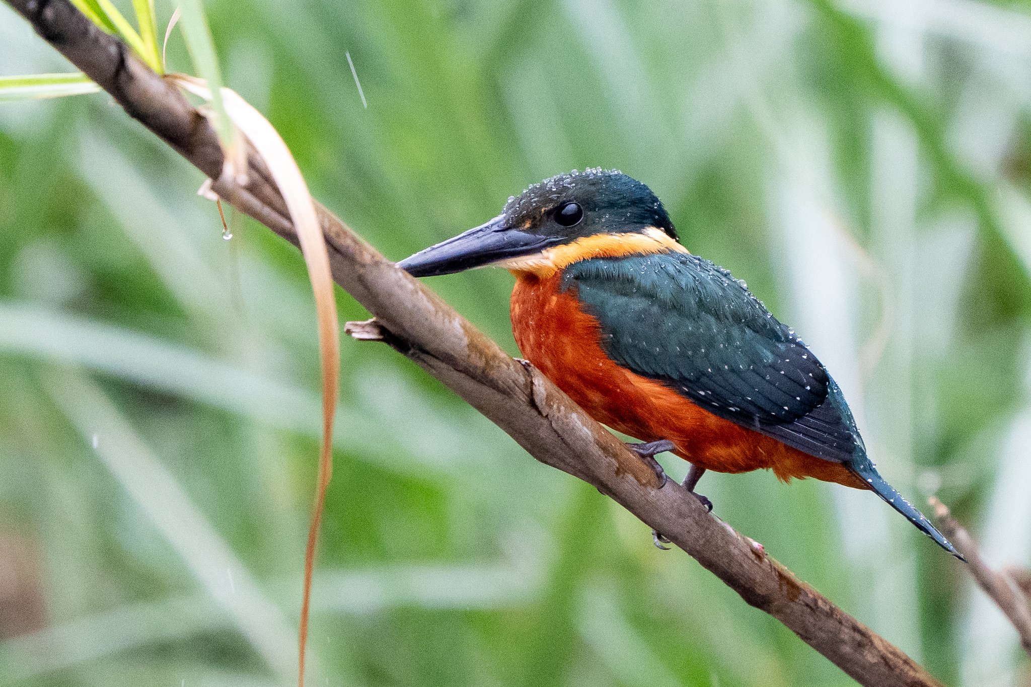 Green-and-rufous Kingfisher (Chloroceryle inda), photo 1