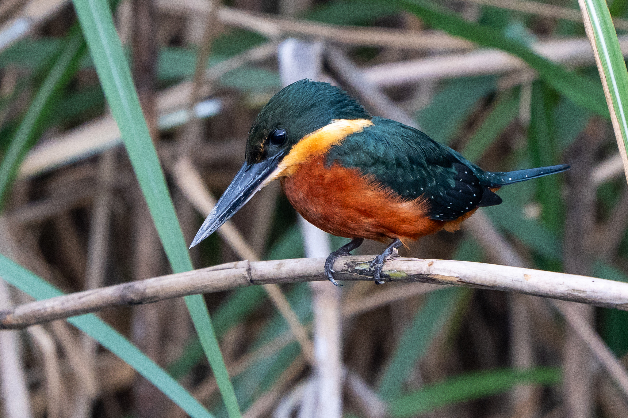 Green-and-rufous Kingfisher (Chloroceryle inda), photo 2