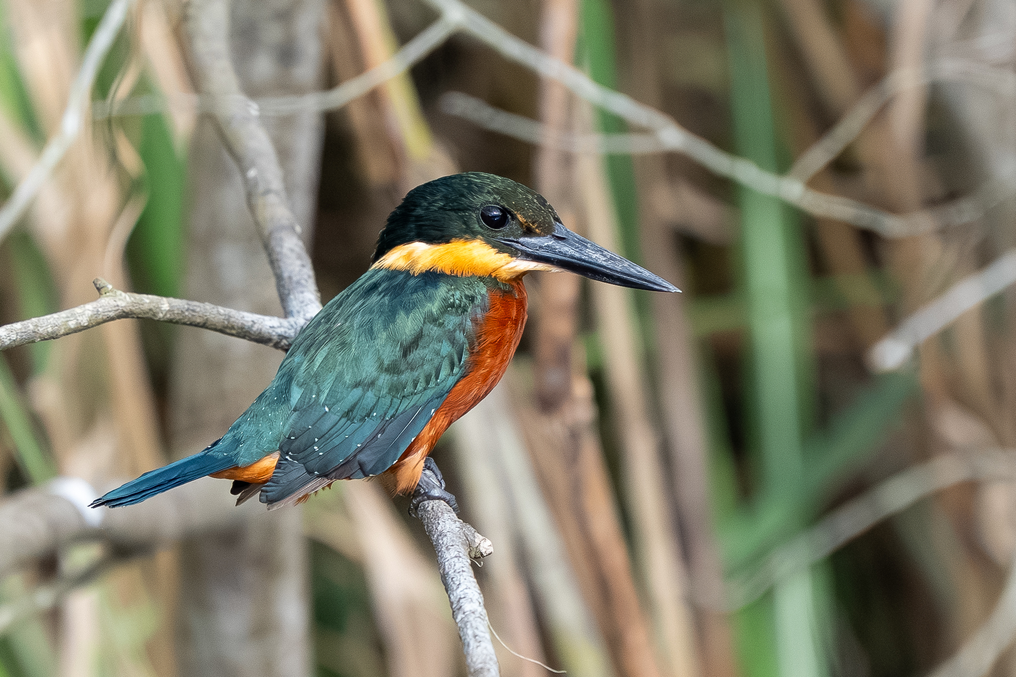 Green-and-rufous Kingfisher (Chloroceryle inda), photo 3