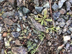 Streptanthus glandulosus pulchellus