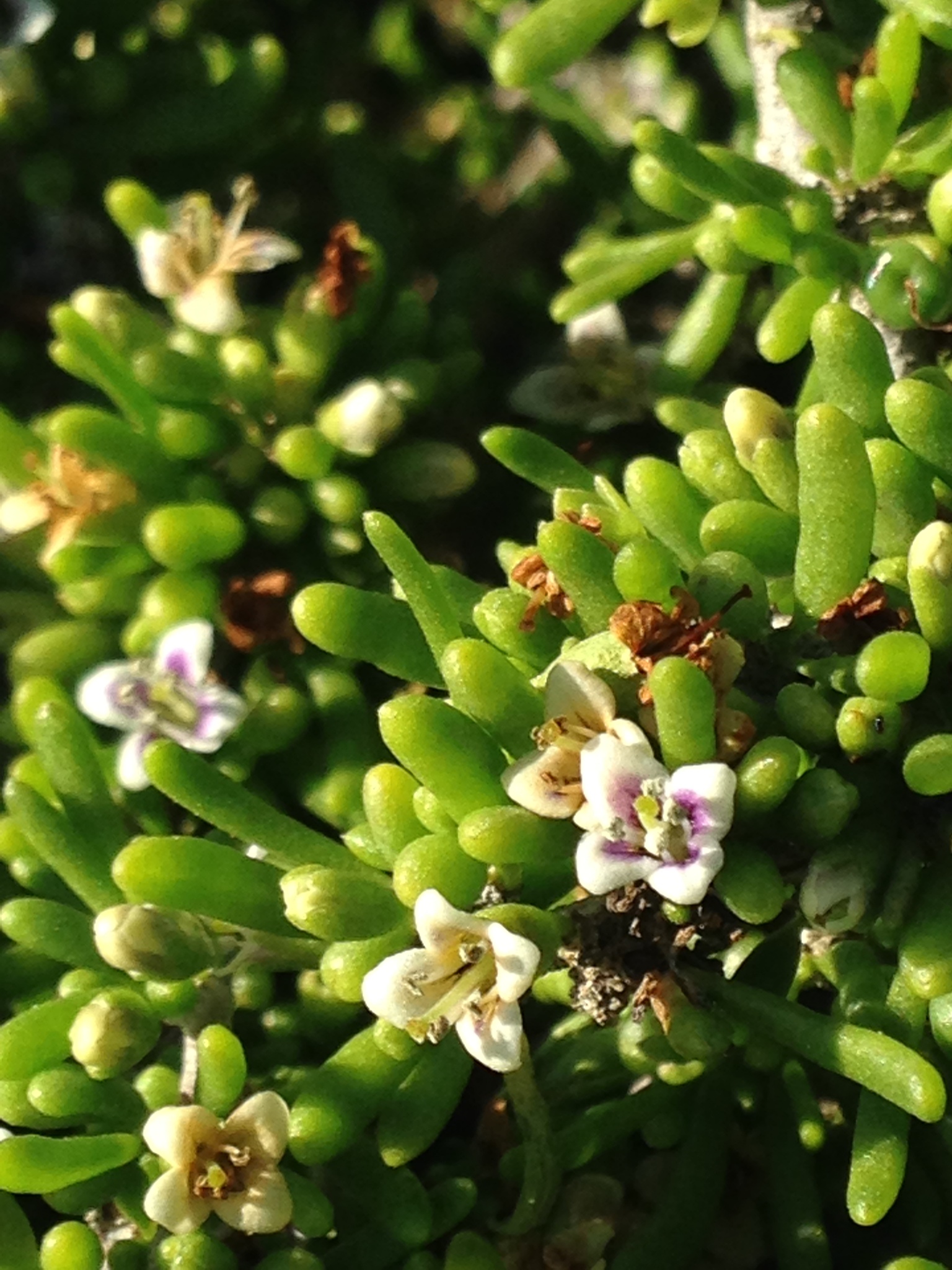 Lycium californicum