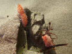 Pachythyone rubra