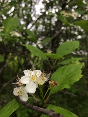 Crataegus brainerdii