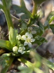 Spermolepis infernensis
