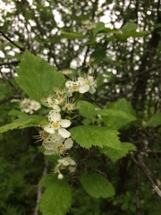 Crataegus brainerdii