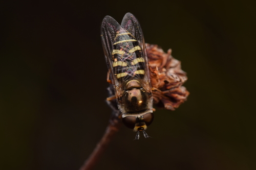 Unknown species found near Crestmont, Oakland, CA 94619, USA