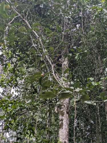 Garcinia dulcis observed 2026-02-24