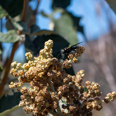 Chrysocale principalis