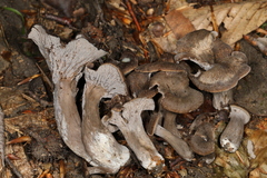 Craterellus foetidus