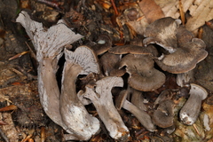 Craterellus foetidus