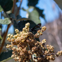 Chrysocale principalis