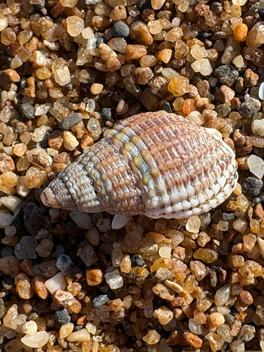 Tritia reticulata