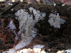 Basidiomycota