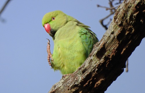 Cotorra de Kramer (Psittacula krameri)