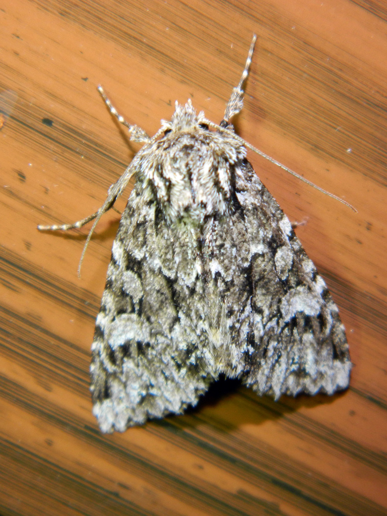 Ashen-spotted Brocade