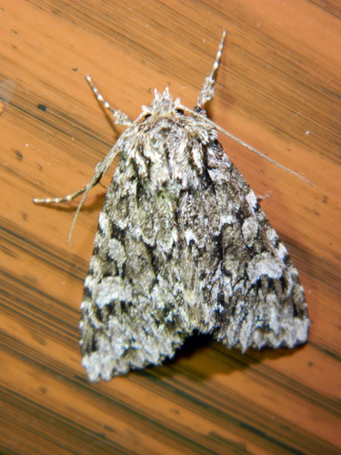 Ashen-spotted Brocade