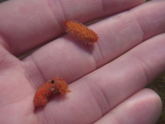 Pachythyone rubra