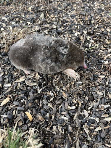 Eastern Mole observed by gbolton