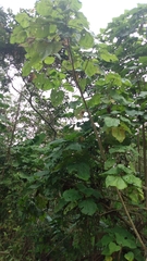 Smallanthus pyramidalis