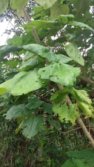 Smallanthus pyramidalis