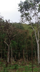 Smallanthus pyramidalis