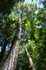 Nothofagus alpina