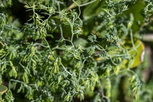 Weeping Asparagus (Asparagus declinatus)