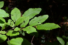 Nothofagus alpina