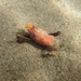 Red Sea Cucumber - Photo (c) Lili Hartounian, some rights reserved (CC BY-NC-ND), uploaded by Lili Hartounian