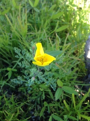 Eschscholzia ramosa