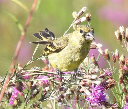Hooded Siskin
