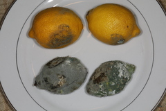 Penicillium italicum