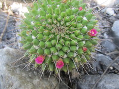 Mammillaria compressa