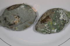 Penicillium italicum