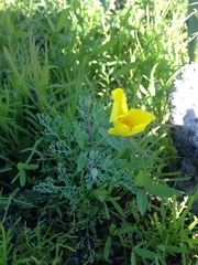 Eschscholzia ramosa