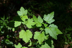 Ribes magellanicum
