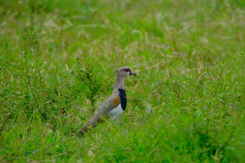 Southern Lapwing