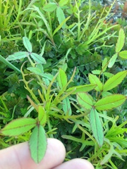Trifolium palmeri