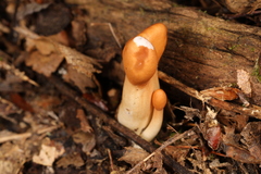 Trichoderma alutaceum