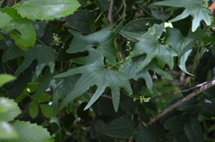 Dioscorea brachybotrya