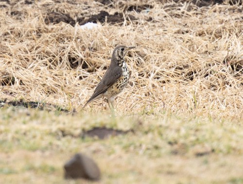 Ethiopian Thrush (Turdus simensis), photo 5