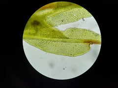 Fissidens exilis