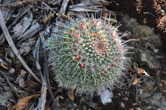 Mammillaria karwinskiana karwinskiana
