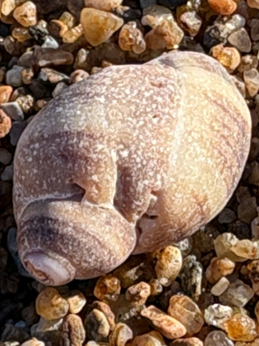 Nucella lapillus