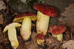 Boletus roodyi