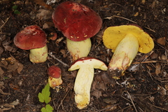 Boletus roodyi