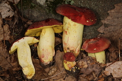 Boletus roodyi