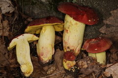Boletus roodyi